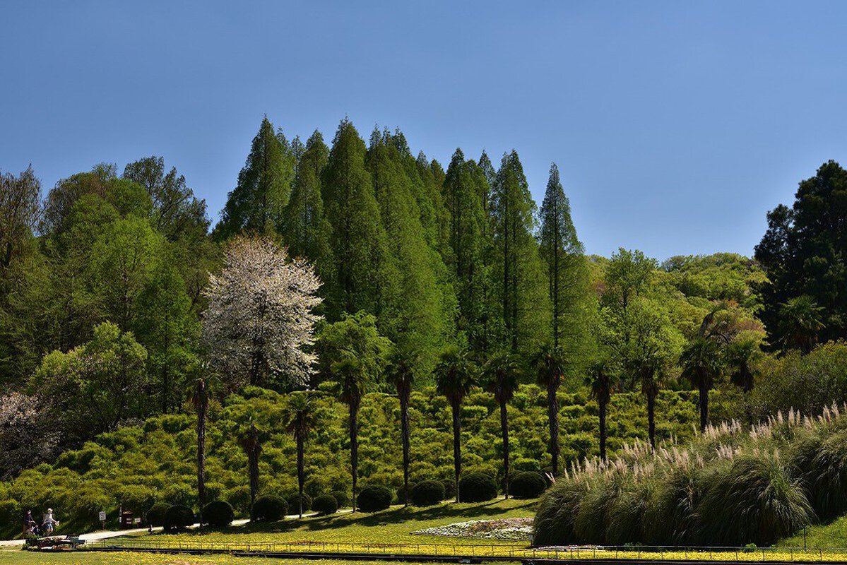 🌿 오사카 공립대학 부속 식물원 (오사카 코리츠다이가쿠 후조쿠 쇼쿠부츠엔) 이미지 1